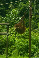 MALAISIE-BORNEO 2023