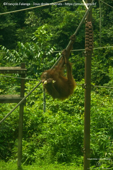 FSAI231002_Borneo_Sepilok_25.jpg
