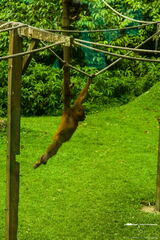 MALAISIE-BORNEO 2023
