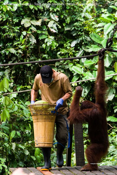 FSAI231002_Borneo_Sepilok_38.jpg