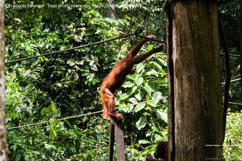 FSAI231002_Borneo_Sepilok_47.jpg