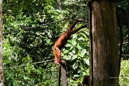 MALAISIE-BORNEO 2023