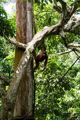 MALAISIE-BORNEO 2023