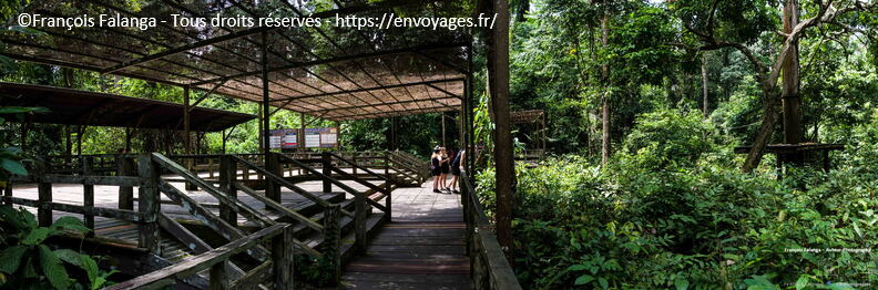 FSAI231002_Borneo_Sepilok_61-Panorama.jpg