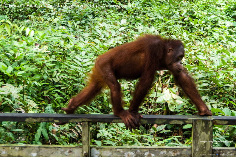 FSAI231002_Borneo_Sepilok_64.jpg