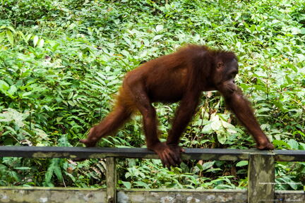 MALAISIE-BORNEO 2023
