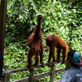 MALAISIE-BORNEO 2023