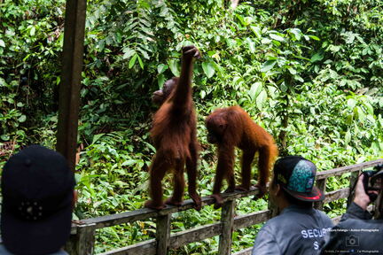 MALAISIE-BORNEO 2023