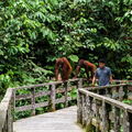 MALAISIE-BORNEO 2023