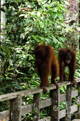 MALAISIE-BORNEO 2023