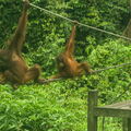 MALAISIE-BORNEO 2023