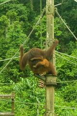 MALAISIE-BORNEO 2023