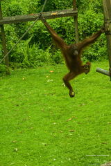 MALAISIE-BORNEO 2023