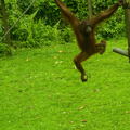 MALAISIE-BORNEO 2023