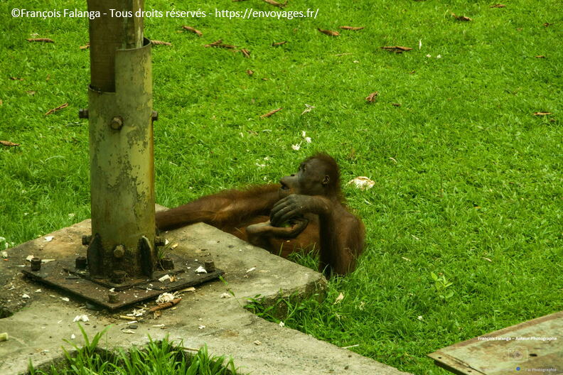 FSAI231002_Borneo_Sepilok_120.jpg