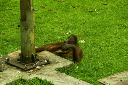 MALAISIE-BORNEO 2023