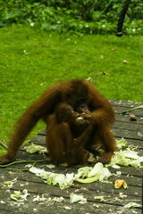 MALAISIE-BORNEO 2023