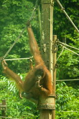MALAISIE-BORNEO 2023