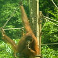 MALAISIE-BORNEO 2023