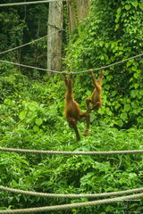 MALAISIE-BORNEO 2023