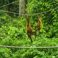 MALAISIE-BORNEO 2023