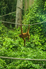 MALAISIE-BORNEO 2023