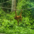 MALAISIE-BORNEO 2023