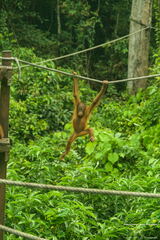 MALAISIE-BORNEO 2023