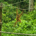 MALAISIE-BORNEO 2023