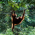 MALAISIE-BORNEO 2023