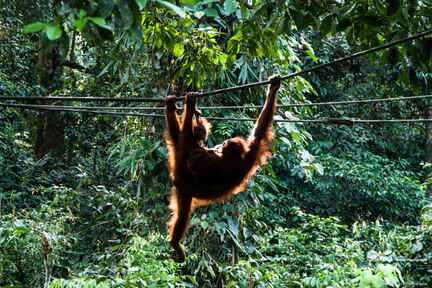 MALAISIE-BORNEO 2023