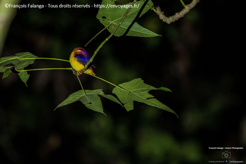 FSAI231001_Borneo_Sepilok_RDC_111.jpg