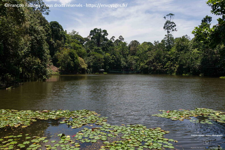 FSAI231001_Borneo_Sepilok_RDC_03.jpg
