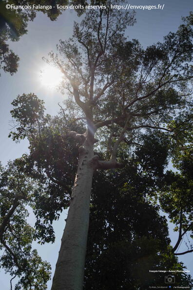 FSAI231001_Borneo_Sepilok_RDC_11.jpg