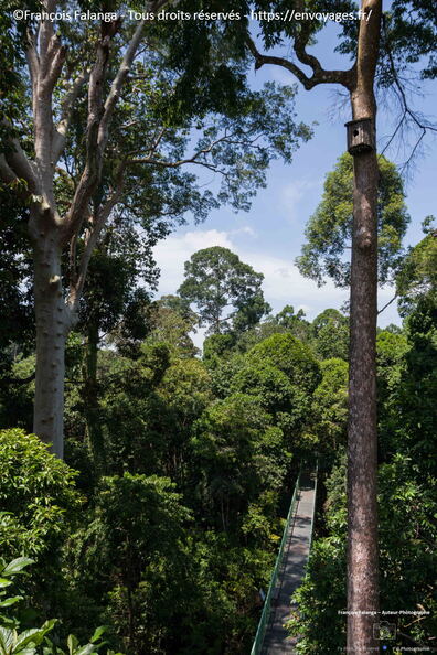 FSAI231001_Borneo_Sepilok_RDC_13.jpg