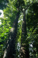 MALAISIE-BORNEO 2023