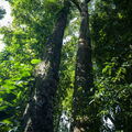 MALAISIE-BORNEO 2023