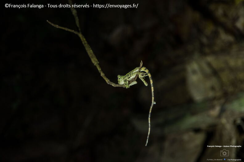 FSAI231001_Borneo_Sepilok_RDC_108.jpg