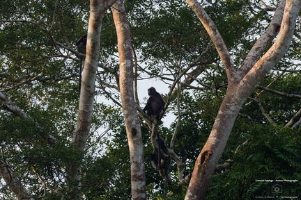 MALAISIE-BORNEO 2023