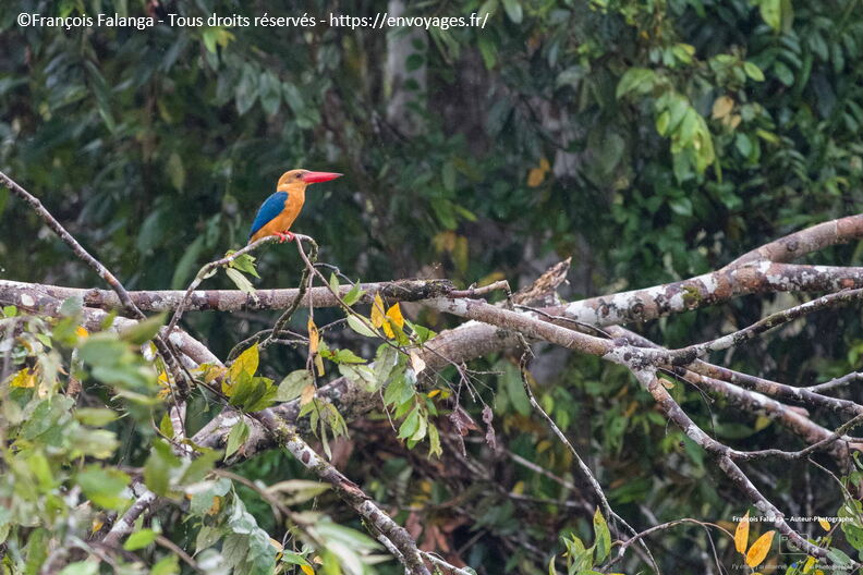 FSAI230930_Borneo_Sukau_Bilit_19.jpg