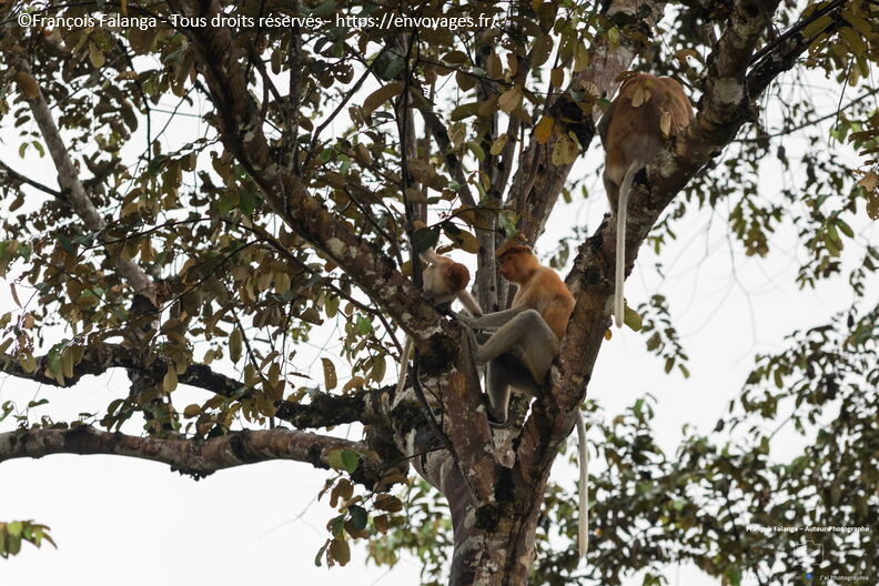 FSAI230930_Borneo_Sukau_Bilit_31.jpg