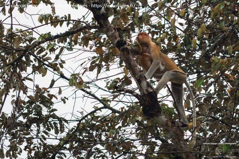 FSAI230930_Borneo_Sukau_Bilit_34.jpg