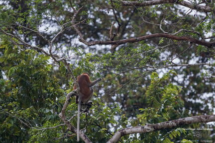 MALAISIE-BORNEO 2023