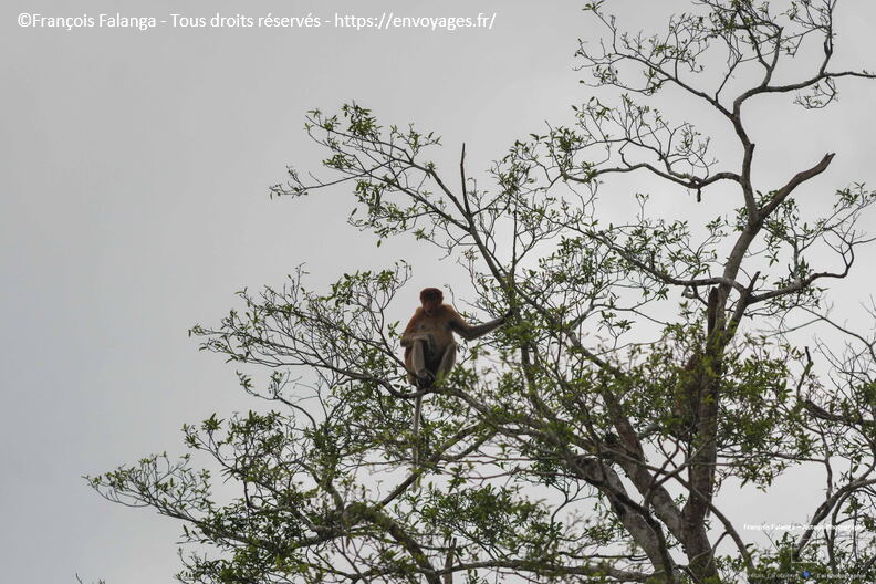 FSAI230930_Borneo_Sukau_Bilit_48.jpg