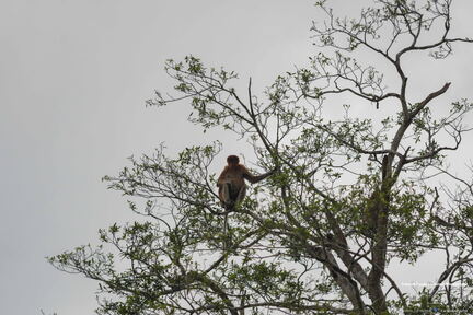 MALAISIE-BORNEO 2023