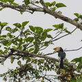 MALAISIE-BORNEO 2023