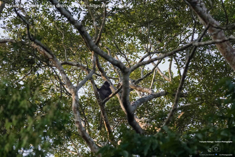 FSAI231001_Borneo_Sukau_Bilit_64.jpg