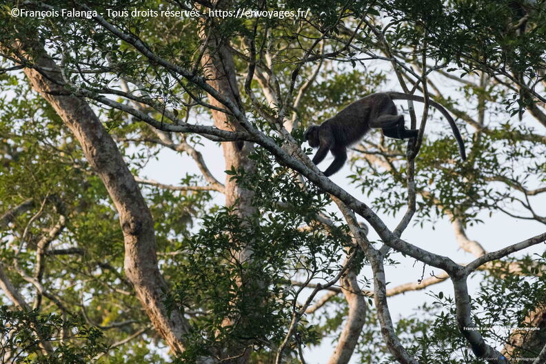 FSAI231001_Borneo_Sukau_Bilit_81.jpg