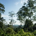 MALAISIE-BORNEO 2023