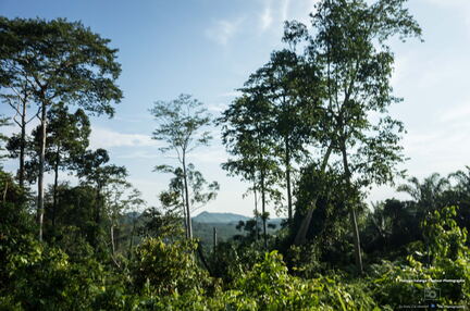 MALAISIE-BORNEO 2023